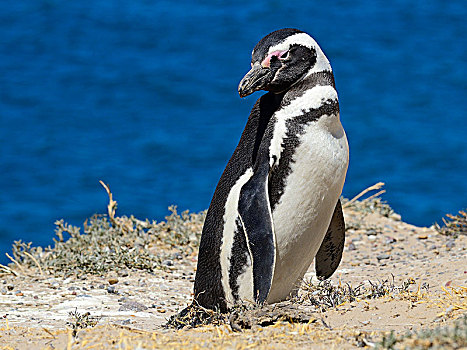 麦哲伦企鹅,小蓝企鹅,瓦尔德斯半岛,阿根廷,南美