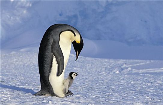 帝企鹅,照顾,幼禽,道森-兰伯特冰川,南极