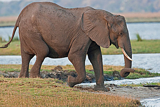 大象,非洲象,乔贝国家公园,博茨瓦纳,非洲