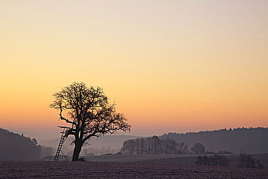 孤单,树,弗兰克尼亚,德国