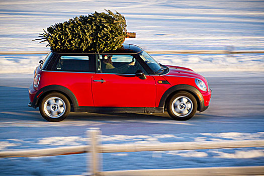 迷你库伯,跑车,圣诞树,上面,乡村道路,栅栏,阿拉斯加,冬天