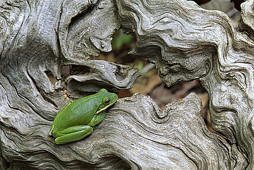 绿树蛙,原木上