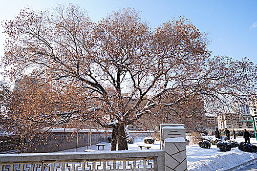 雪景,庙宇,雪,除雪