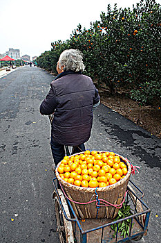 浙江台州蹬三轮车卖桔子的妇人