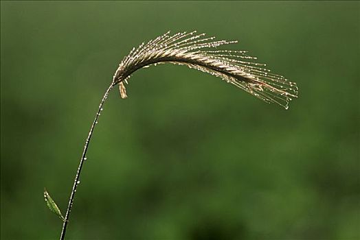 黑麦,草