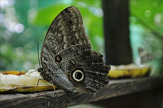 枭蝶,哥斯达黎加,中美洲