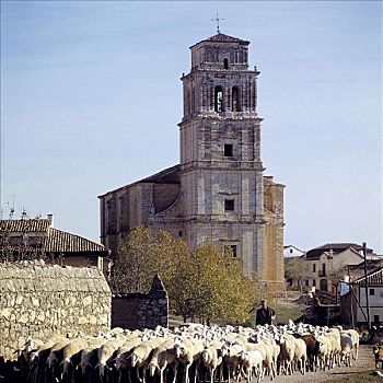 农业,哺乳动物,绵羊,牧群,城镇,牲畜,农事,动物