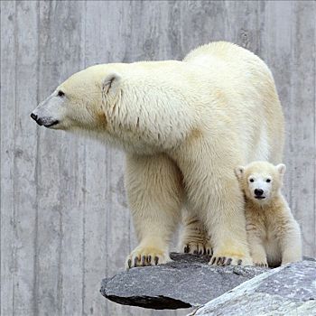 年轻,北极熊,母兽,斯图加特,动物园,巴登符腾堡,德国,欧洲