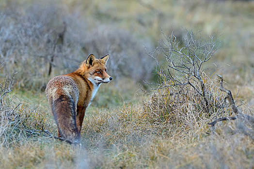 红狐,狐属,站立,灌木丛,北荷兰,荷兰