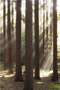 秋日树林,场景,太阳光线,发光,枝条
