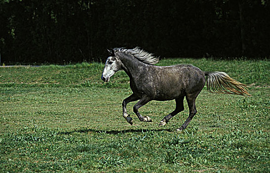 马,成年,驰骋,草地