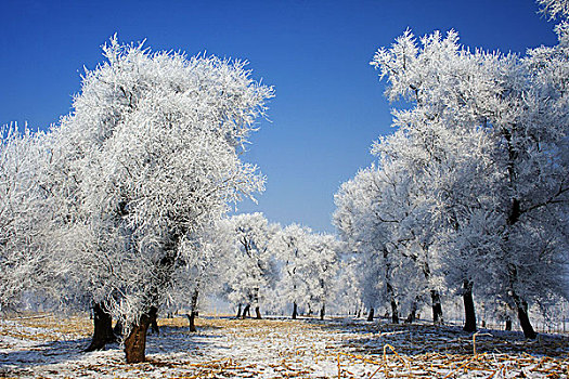 冬天雪景