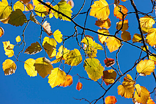 漂亮,秋叶,蓝天,斯波坎,华盛顿