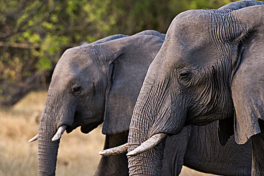 两只,象,非洲象,并排,奥卡万戈三角洲,博茨瓦纳