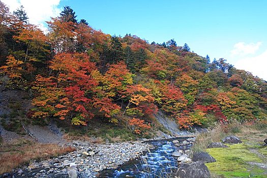 温泉,秋叶