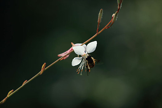 山桃草