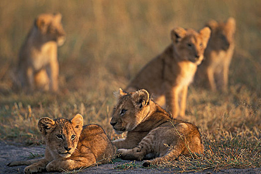 肯尼亚,马塞马拉野生动物保护区,幼狮,狮子,休息,早晨,太阳,热带草原