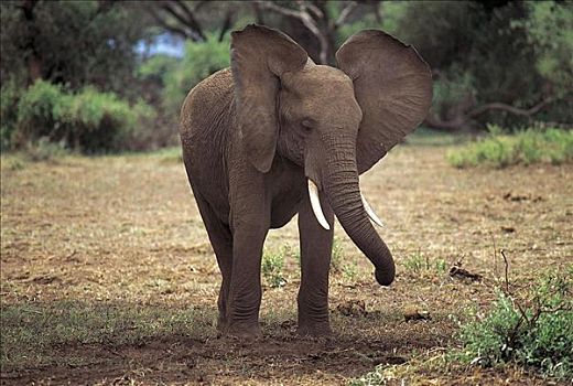 大象,非洲象,耳,哺乳动物,安伯塞利国家公园,肯尼亚,非洲,动物