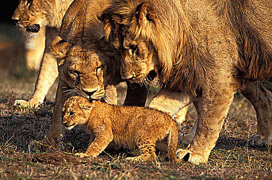 非洲狮,狮子,伴侣,幼兽,肯尼亚