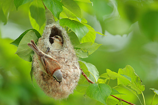 动物筑巢的图片和介绍图片