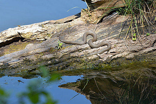 草蛇,湖