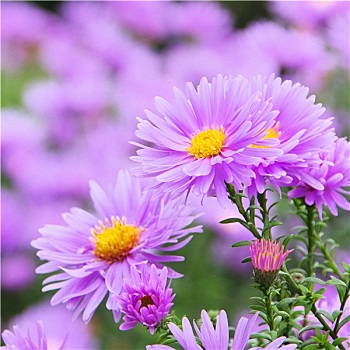 紫苑属