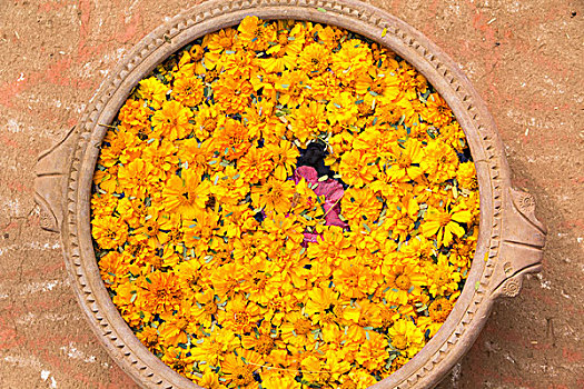 印度,拉贾斯坦邦,给,万寿菊,花,荷花
