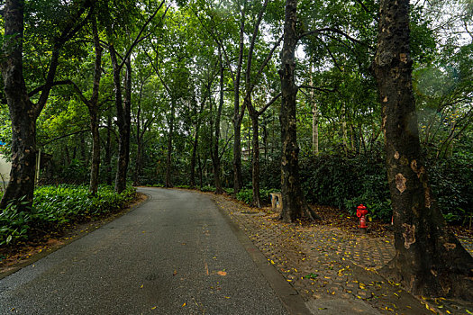 广州2023年春季华南雨中的植物园绿树成荫