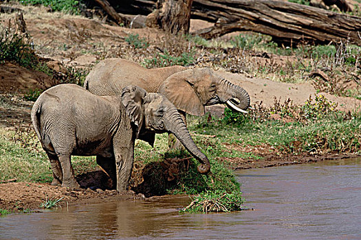 非洲象,桑布鲁野生动物保护区,肯尼亚
