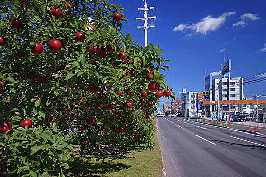排,苹果树,札幌