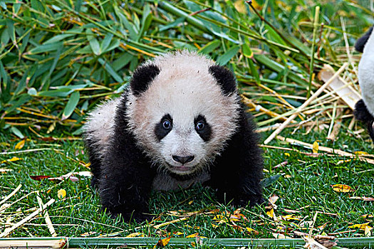 大熊猫,幼兽,中国