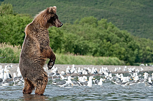 棕熊,暸望,堪察加半岛,俄罗斯