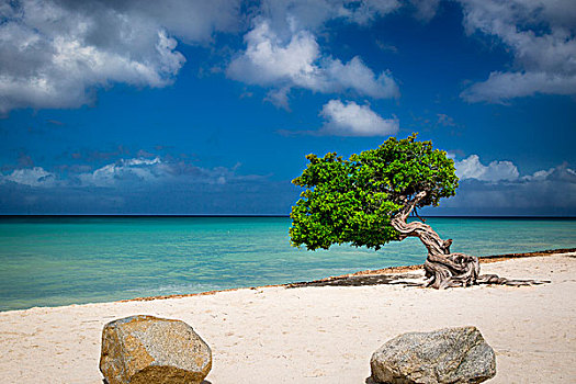 风化,树,海滩,阿鲁巴,西印度群岛