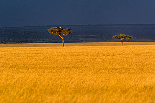 晚霞,高草,伞,刺,刺槐,日落,马塞马拉野生动物保护区,肯尼亚