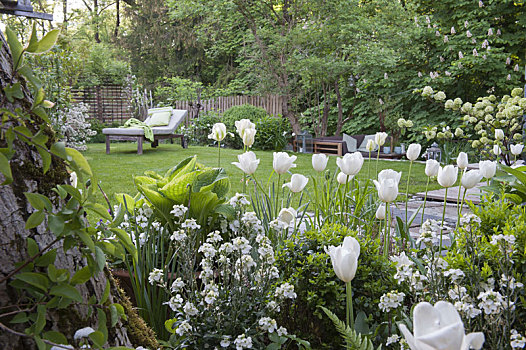 白色,郁金香,春天,花园