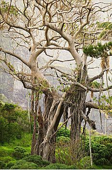 树,豪勋爵岛,澳大利亚
