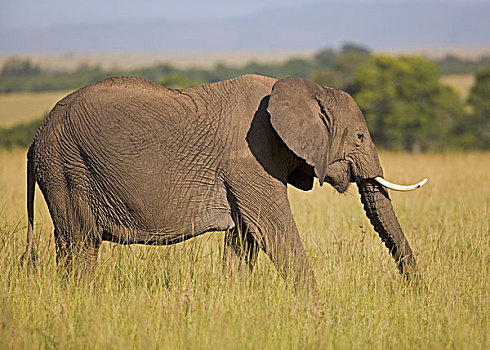 非洲象,高草,马赛马拉,肯尼亚,东非