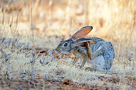 擦洗,野兔,兔属,挠,耳,腿,萨布鲁国家公园,肯尼亚,非洲