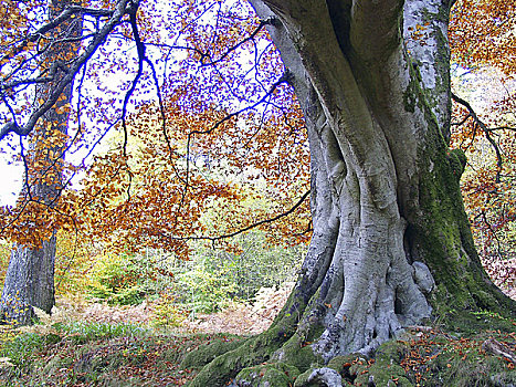 苏格兰,佩思郡,秋天,树