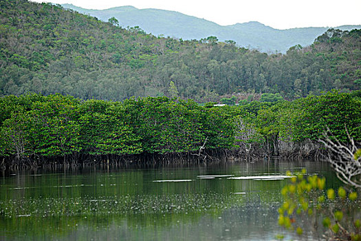 海南三亚红树林自然保护区