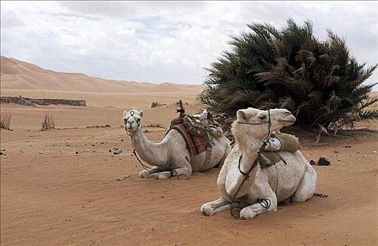 沙漠,沙丘,绿洲,棕榈树,骆驼,哺乳动物,撒哈拉沙漠,利比亚,非洲,动物