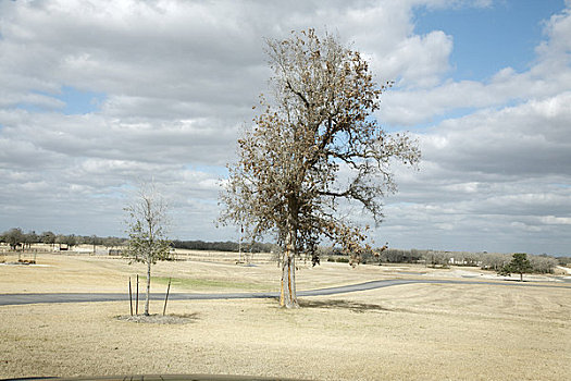 树,荒芜,地点,德克萨斯,美国
