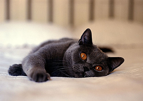 灰色,猫,橙色,眼睛,躺着,床