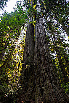 巨杉,树,红杉,国家,州立公园,加利福尼亚,美国