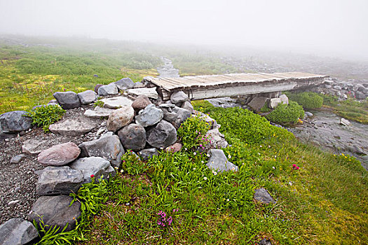 徒步旅行,雾,桥,俯视,河流,乐园,公园,山,雷尼尔山,国家公园,华盛顿,美国