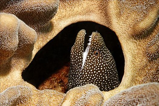 海鳗,向外看,洞,冈加,岛屿,螃蟹船,北苏拉威西省,印度尼西亚,摩鹿加群岛,海洋,太平洋,亚洲