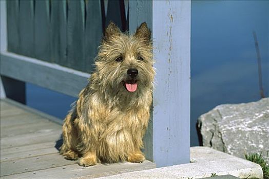狗,甲板