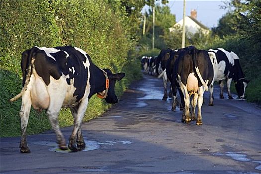 英格兰,传统,场景,牧群,母牛,走,狭窄,巷道