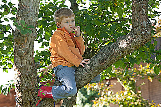 小男孩,攀登,树上