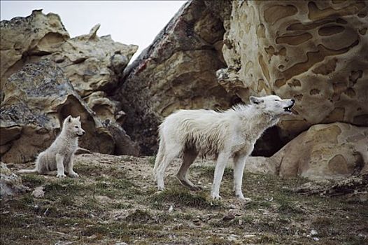 北极狼,狼,成年,叫喊,幼仔,艾利斯摩尔岛,加拿大